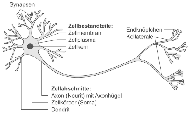 Schematische Darstellung einer Nervenzelle mit Zellkörper, Dendriten, Axon und Synapsen.